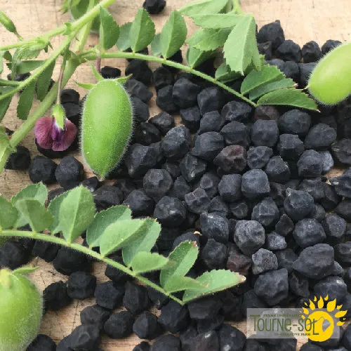Semences Pois chiche 'Black Kabouli' Bio