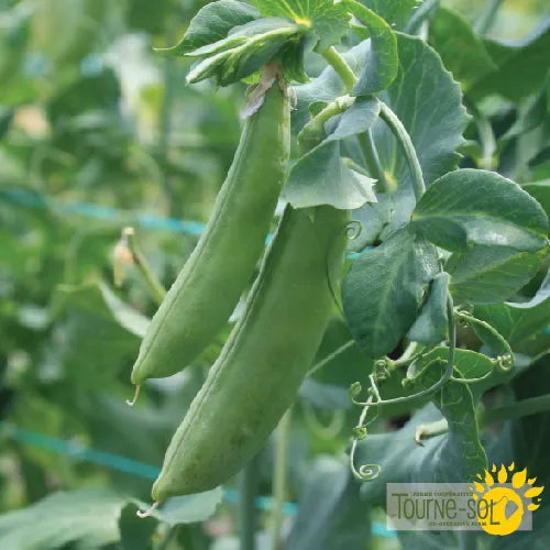 Semences Pois Mange-Tout 'Cascadia' Bio