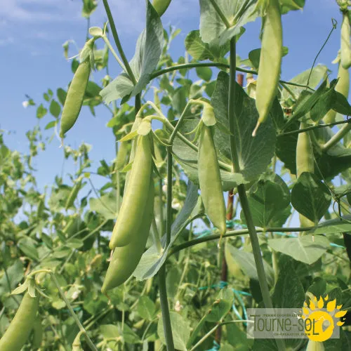 Semences Pois Mange-Tout 'Sugaree' Bio