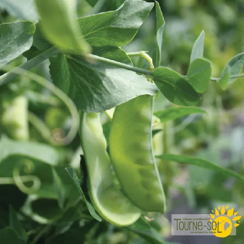 Semences Pois des Neiges 'Oregon Sugar Pod II' Bio