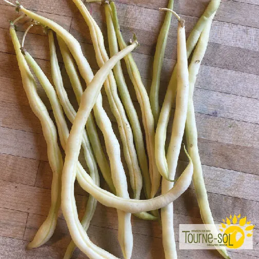 Semences Haricot grimpant jaune 'Monte Gusto' Bio