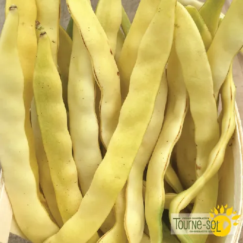 Semences Haricot grimpant jaune 'Gold Marie' Bio