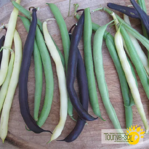 Semences Mélange de haricots nains Bio