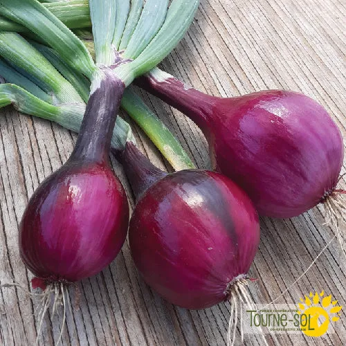 Semences Oignon 'Red Baron' Bio