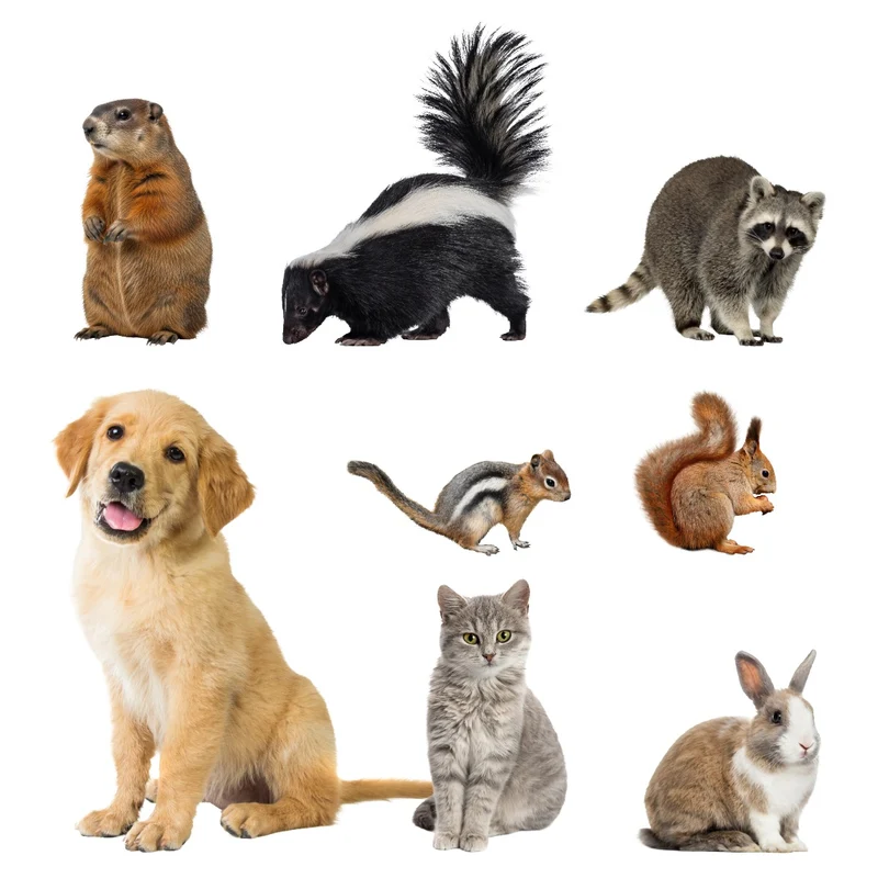 Répulsif pour animaux Fiche le Camp (Granules et Vaporisateur)