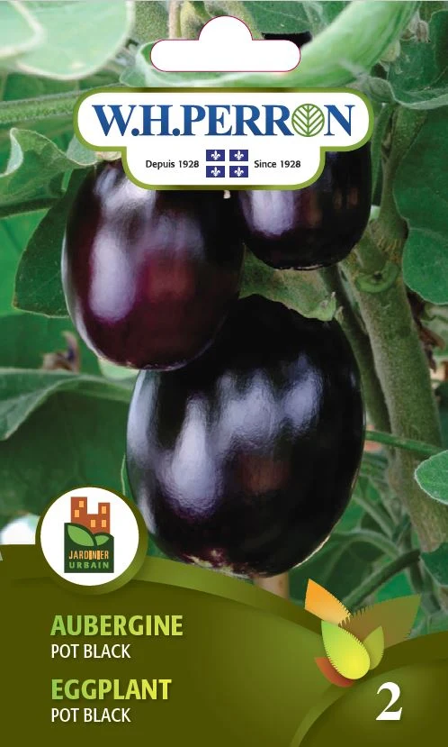 Aubergine 'Pot Black' - Semences