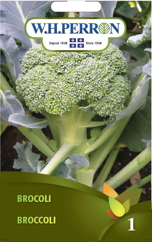 Brocoli - Semences