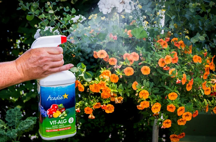 Engrais d'Algues fraîches Prêt à-usage Acadie 100% naturel