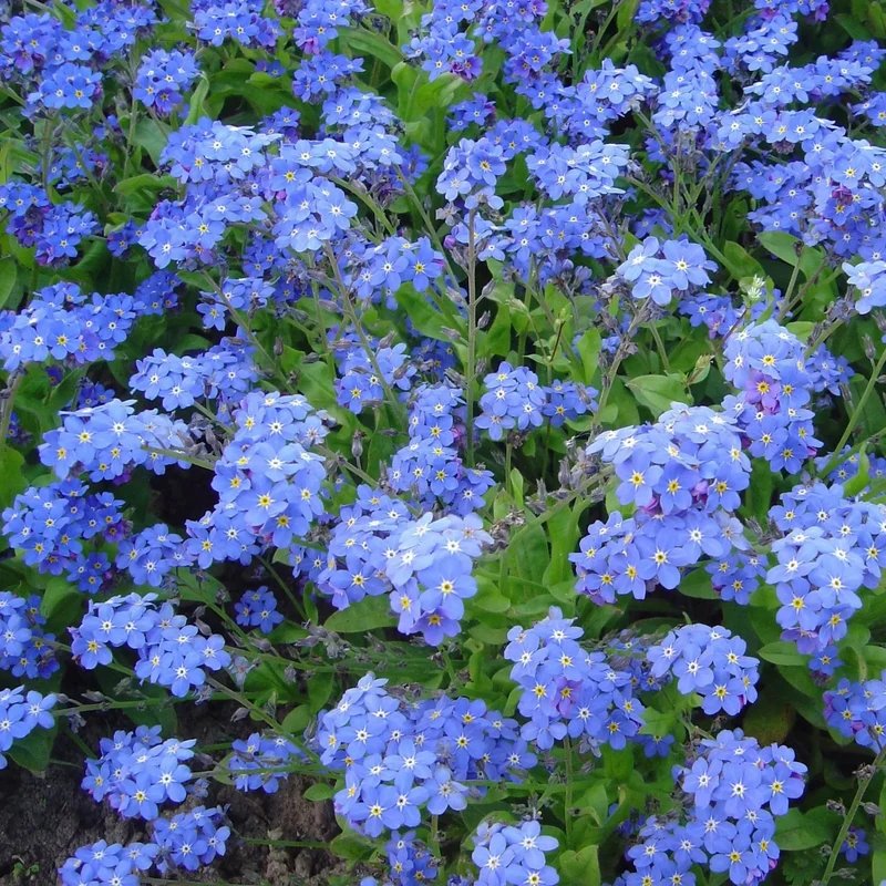 Myosotis 'Bleu' - Semences