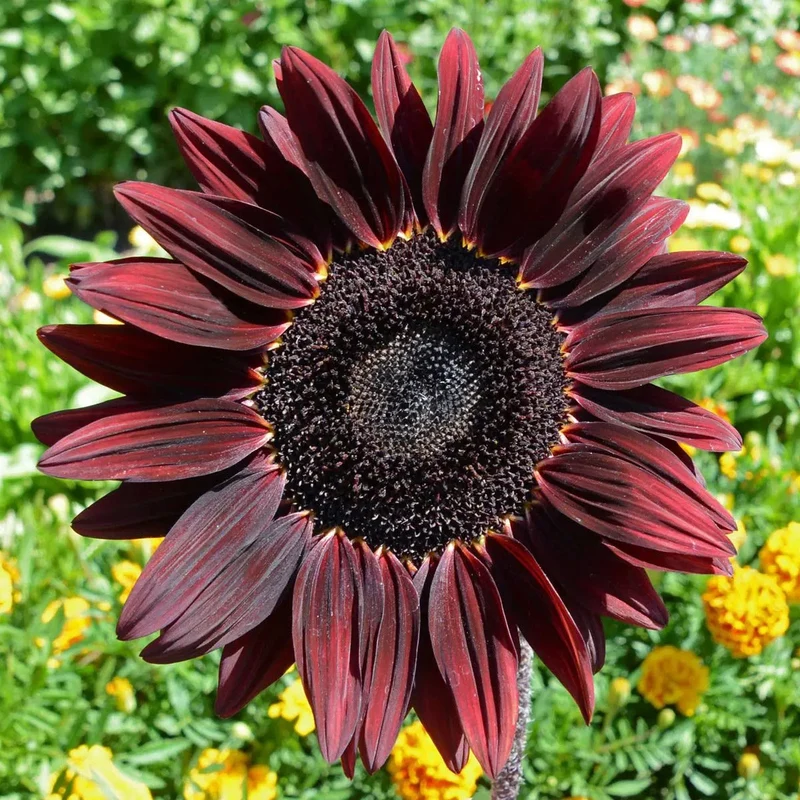 Tournesol 'Chocolate Cherry' - Semences
