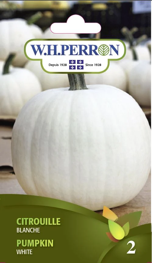 Citrouille 'Blanche' - Semences