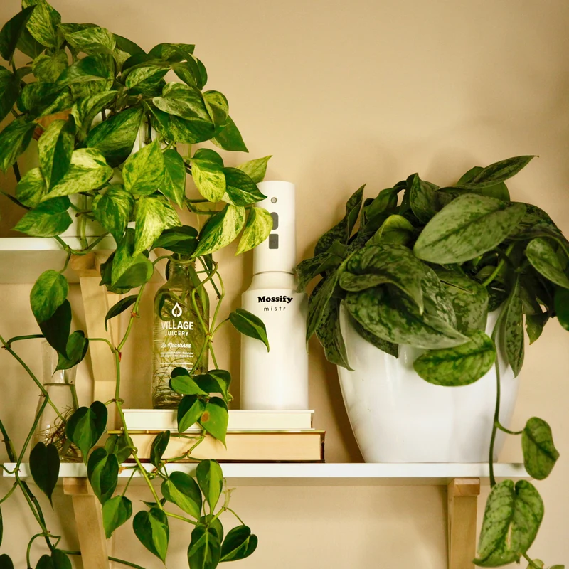 Brumisateur rechargeable pour plantes