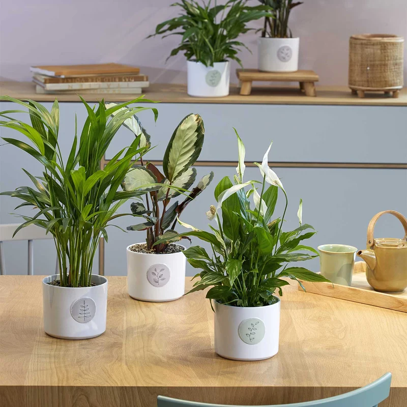 Cache-pot pour plante d'intérieur - Collection Botanic Friends