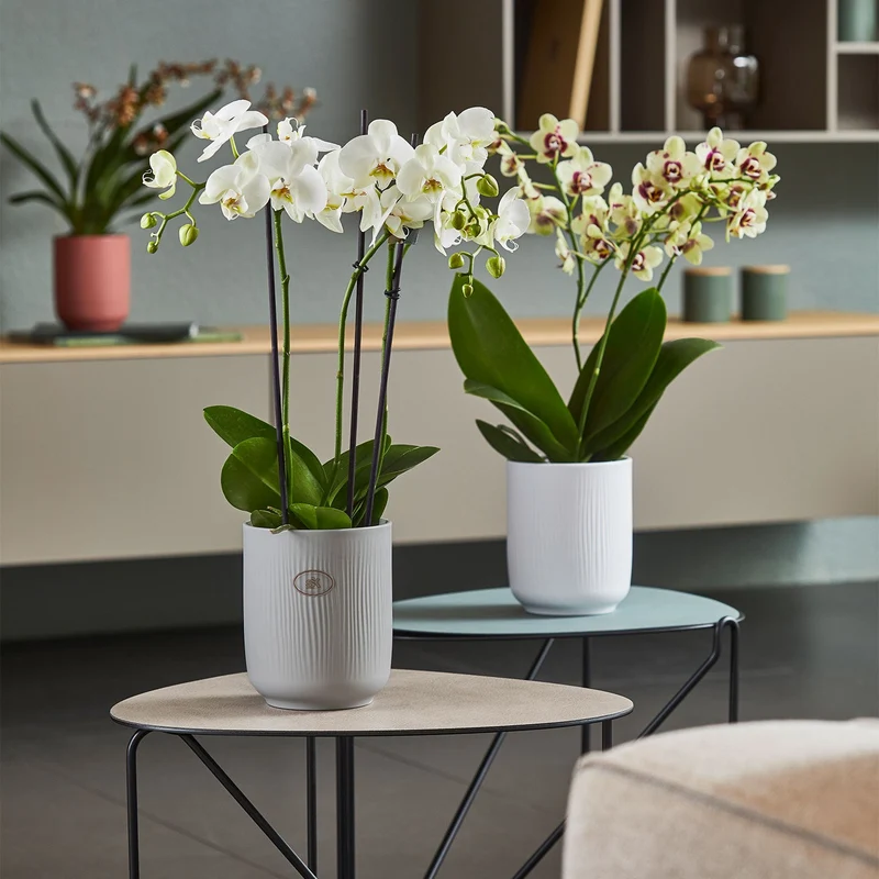 Cache-pot pour orchidée - Collection Falun