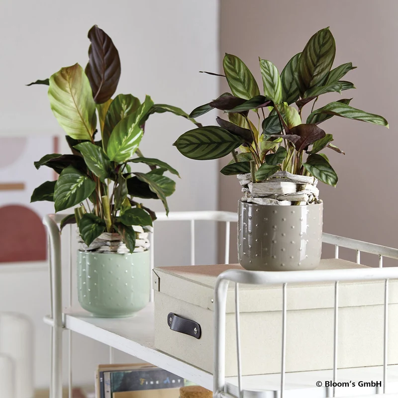 Cache-pot pour plante d'intérieur - Collection Baku Pearl