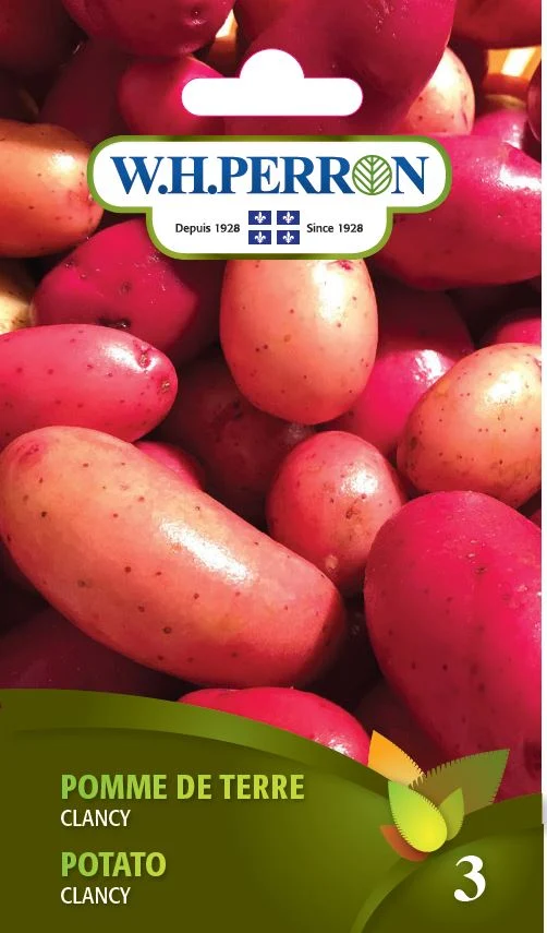 Pomme de terre 'Clancy' - Semences