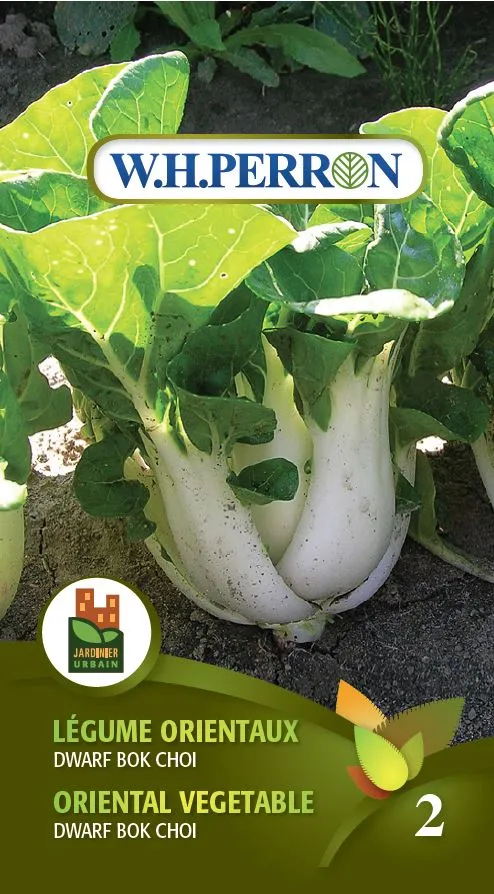 Légumes orientaux 'Bok Choï' - Semences