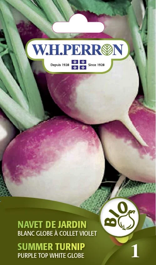 Navet de jardin 'Blanc Globe À Collet Violet' - Semences