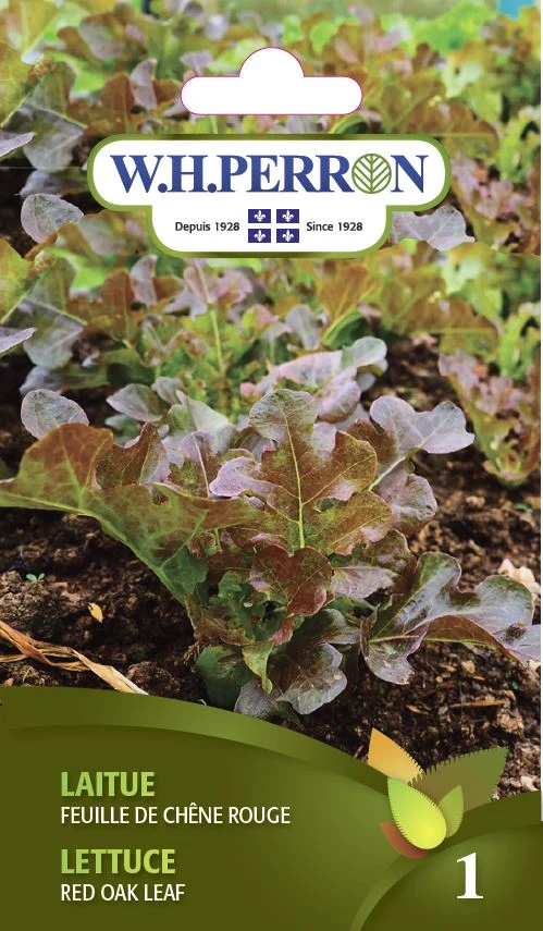 Laitue 'Feuille De Chêne Rouge' - Semences