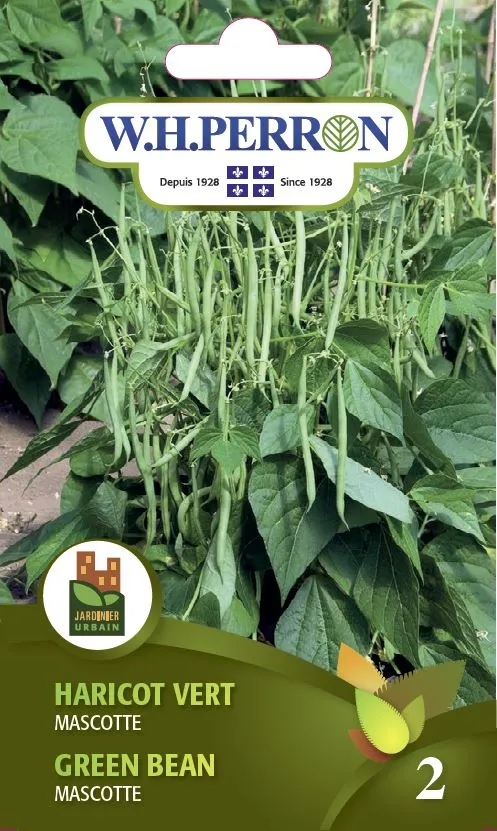 Haricot vert 'Mascotte' - Semences