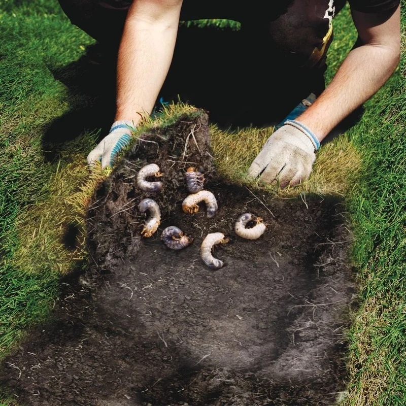 Destructeur de larves de coléoptères et scarabées Scotts Grub B Gon® Max