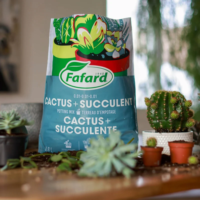 Terreau d'empotage pour cactus et plantes grasses