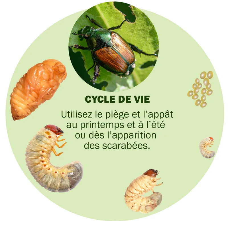 Piège à scarabées japonais - BioProtec