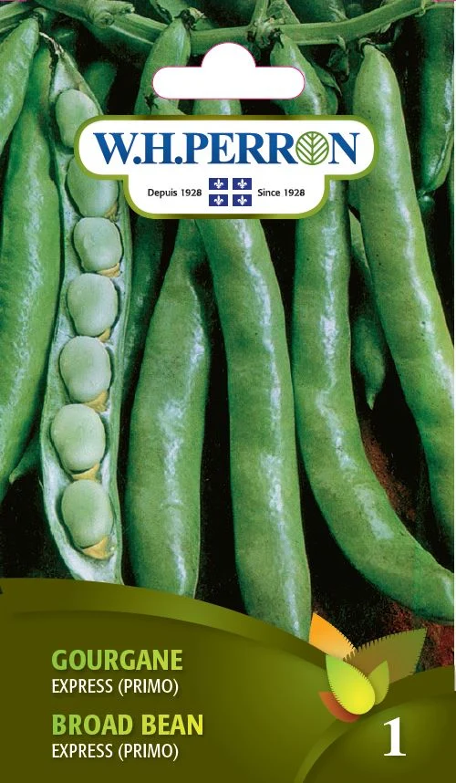 Gourgane 'Express (Primo)' - Semences