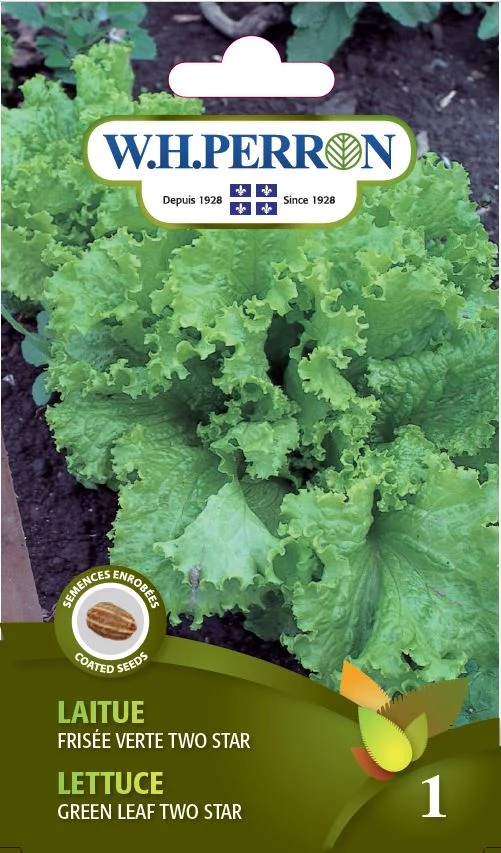 Laitue 'Frisée Verte Two Star' - Semences