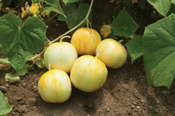 Concombre 'Lemon' - Semences