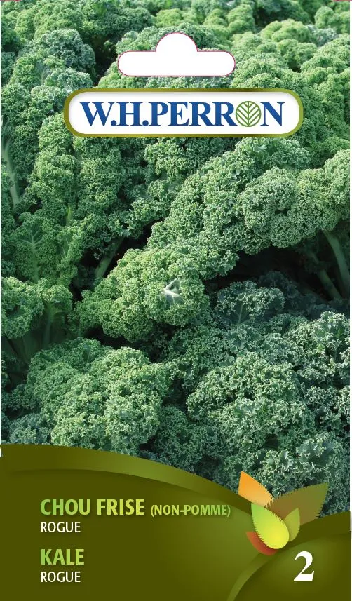 Chou Kale 'Rogue' - Semences