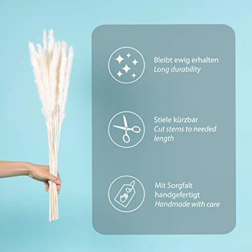 KØZY LIVING Herbe de la pampa séchée réellement – Parfait comme fleur décorative, fleurs séchées – Petites, env. 55 cm de long – Blanc