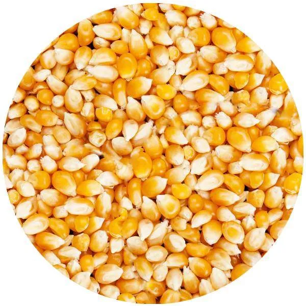 Maïs Pop Corn - 1kg