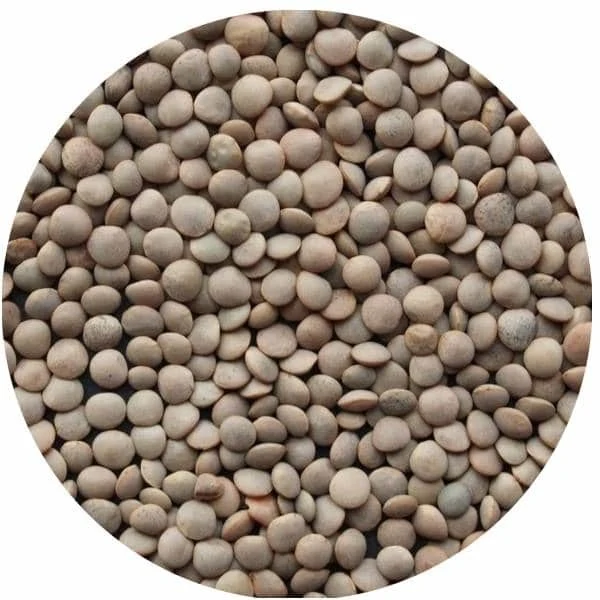 Lentilles blondes 4mm
