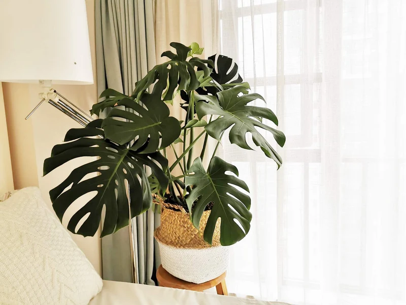Panier Jonc De Mer Rangement Panier Plante Seagrass de Fleur Corbeille en Paille (Naturel + Blanc)