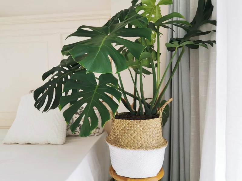 Panier Jonc De Mer Rangement Panier Plante Seagrass de Fleur Corbeille en Paille (Naturel + Blanc)