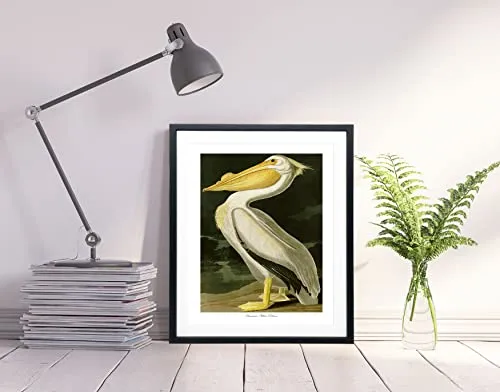 American White Pelican by John Audubon Bird Poster Bird Print Bird Decor Wildlife Kitchen Print Wildlife Illustration Pelican Print (40cm x 50cm)