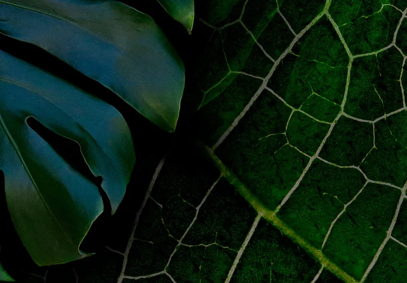 murando Papier peint intissé feuilles tropicales Monstera 350x256 cm Décoration Murale XXL Poster Tableaux Muraux Tapisserie Photo Trompe l'oeil Ornament Nature vert b-C-0224-a-a