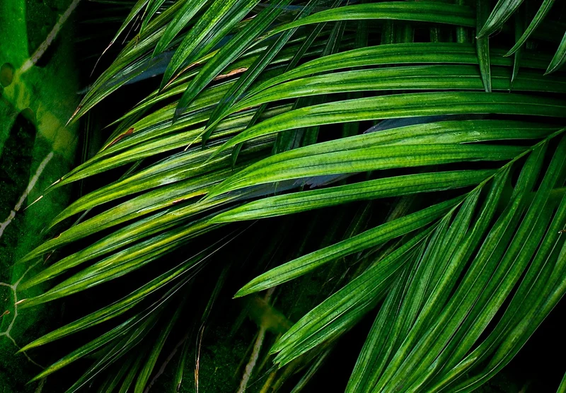murando Papier peint intissé feuilles tropicales Monstera 350x256 cm Décoration Murale XXL Poster Tableaux Muraux Tapisserie Photo Trompe l'oeil Ornament Nature vert b-C-0224-a-a