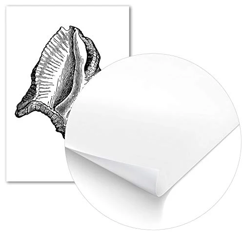 Panorama Poster Coquillage Noir et Blanc 35x50cm - Imprimée sur Poster de Haute qualité de 250gr - Tableau - Décoration Murale - Affiche - Tableau Moderne pour la Maison