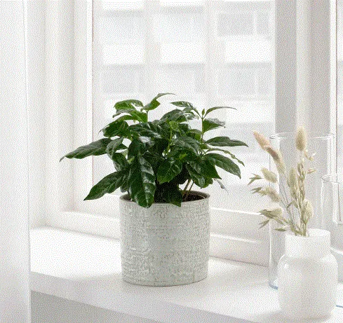 CHIAFRON Plant pot, in/outdoor white, 12 cm